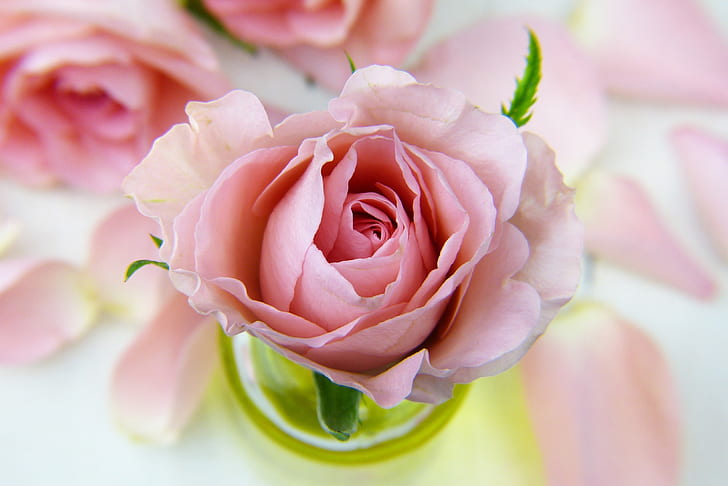 focus photo of carnation pink rose