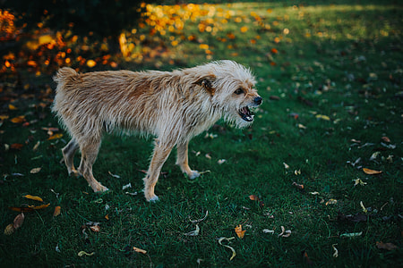 Dog in an autumn garden
