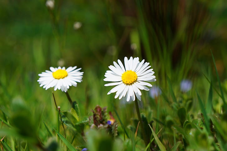 photo of two white daisy flowers