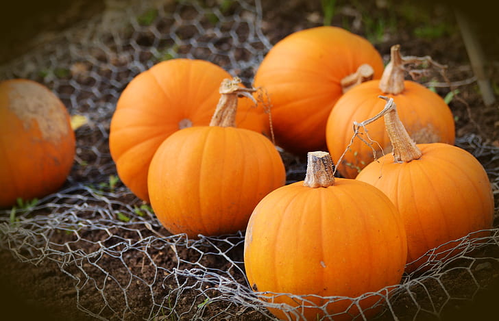 pumpkins on gray net