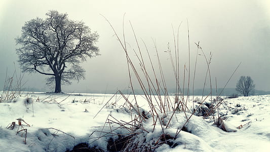 photo of bare tree and snow field