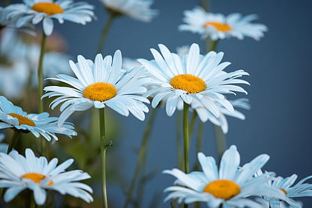 close-up photo of white daisies