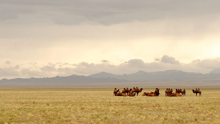 group of camel on top of brown grassland