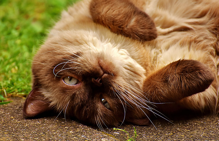 Siamese cat on ground