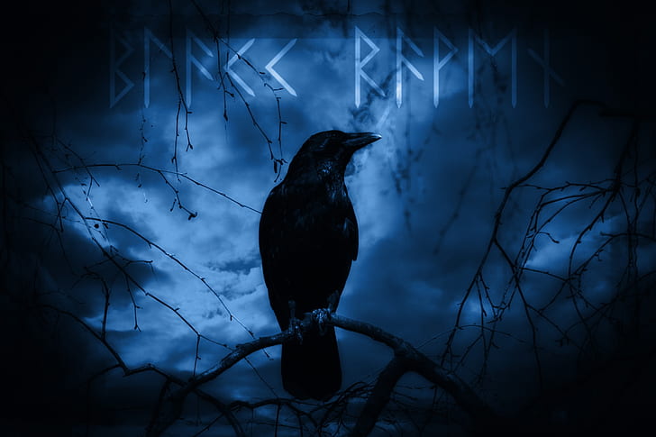 black crow illustration