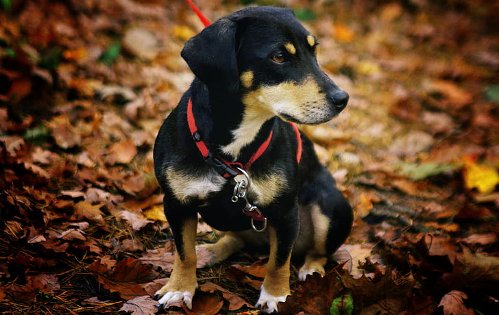 brown, white, and black puppy sitting on dried leaves