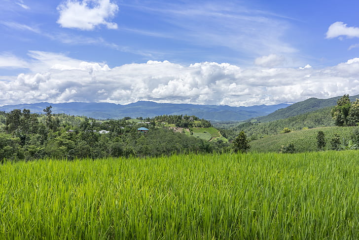 rice field and view of mountain