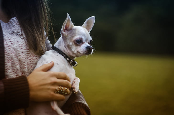 White Tan Smooth Chihuahua