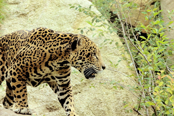 black and brown leopard