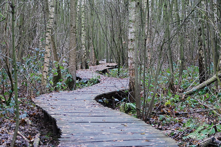 photographed of wooden bridge in forest