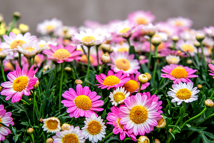 pink and white daisies in closeup photos