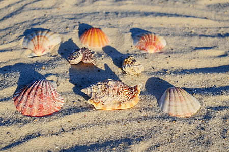 assorted sea shells on gray sand