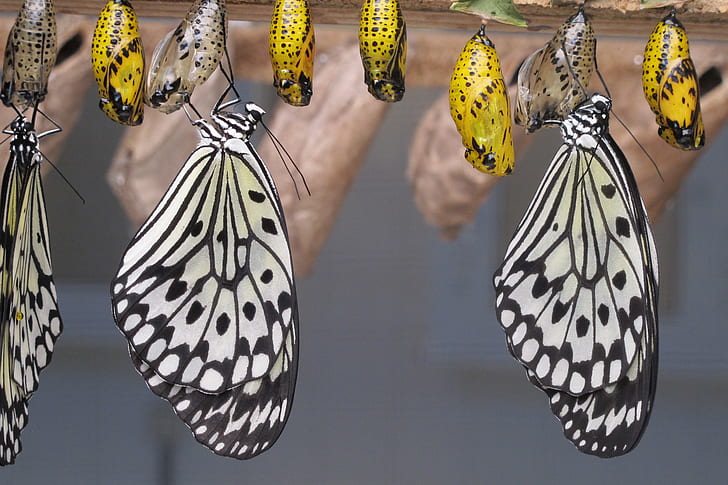 assorted-color butterflies