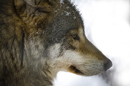 closeup photography of brown and gray wolf