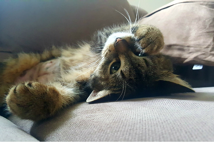 suilver Tabby kitten lying on gray surface