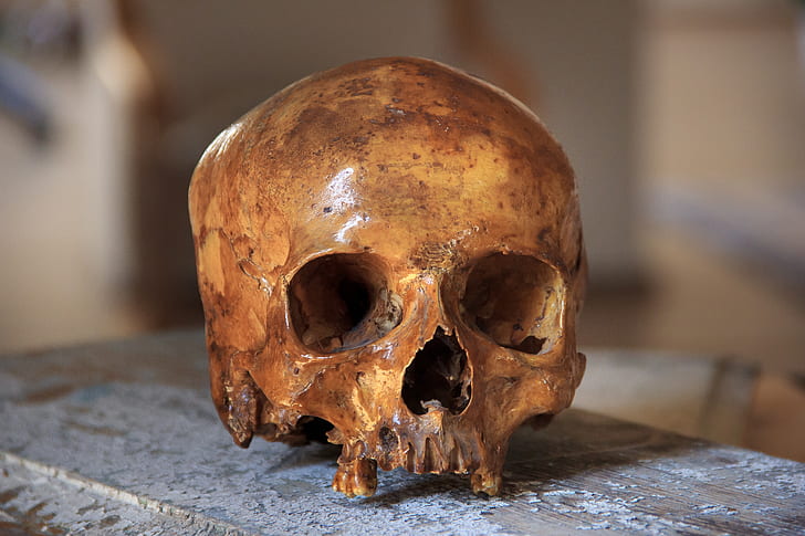 brown human skull on brown surface