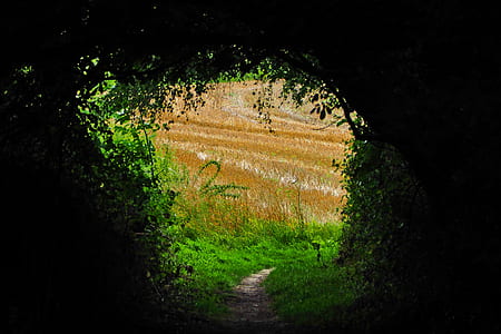 landscape photo of green grass field pathway