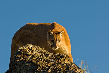 wild photography lioness on gray rock
