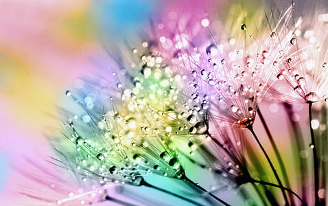 multicolored dandelion art
