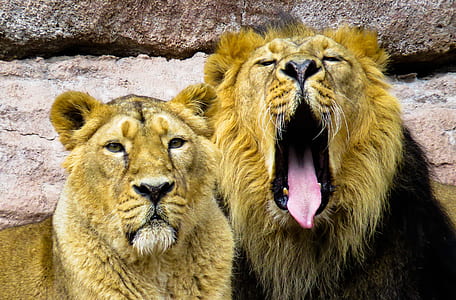 two brown lions beside brown rock