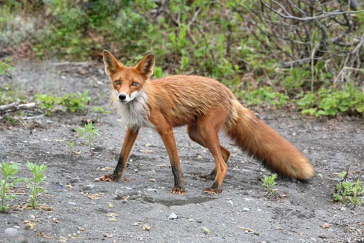 shallow focus photography of brown fox during daytime