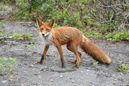 shallow focus photography of brown fox during daytime