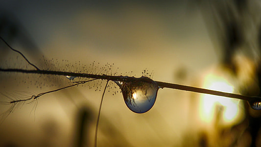 silhouette of plant with water drop