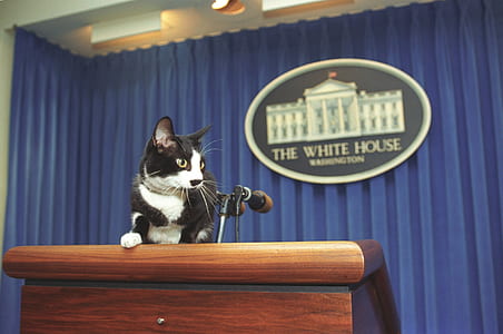 white and black cat on lectern in The White House
