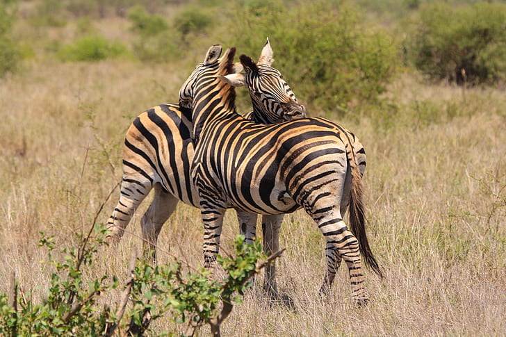 two zebras standing on brown grass field