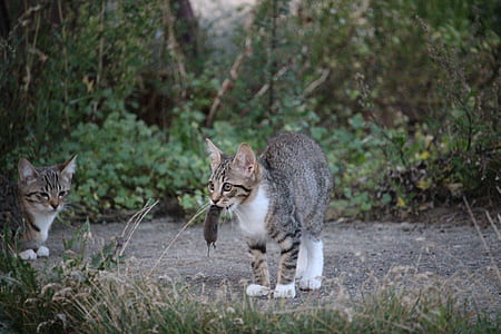 silver tabby cat carrying mouse by mouth