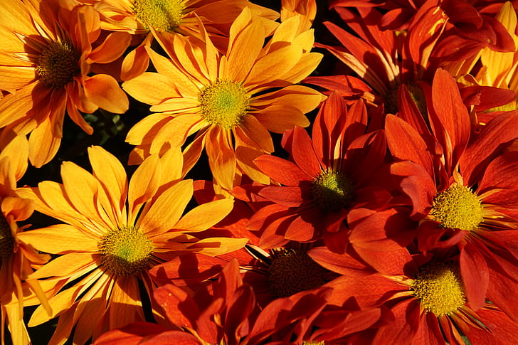 shallow focus photography of red and yellow flowers