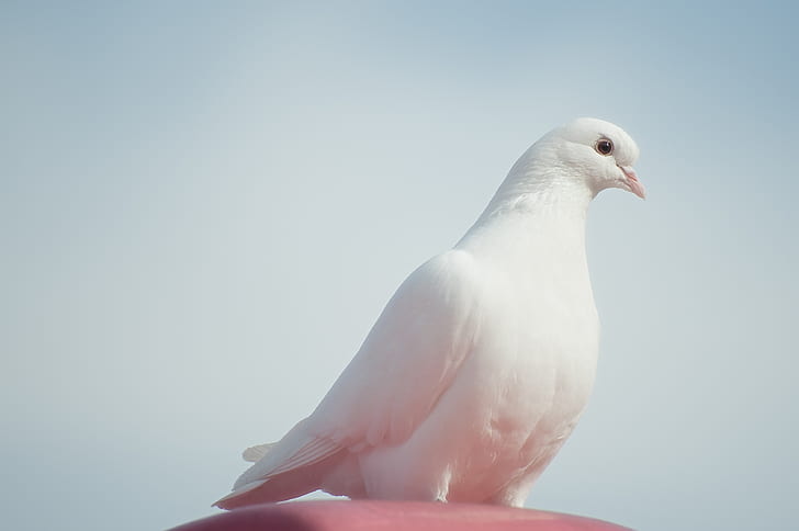 photography of white pigeon