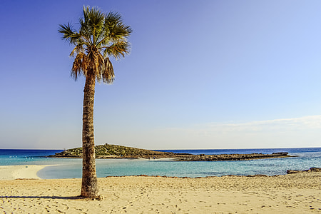 green palm tree near ocean water under blue sunny sky
