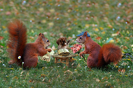 selective focus photography of two squirrel standing front of table