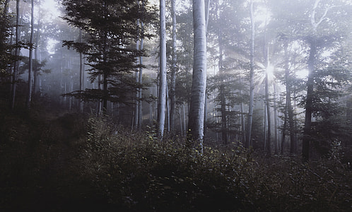 forest with fogs and sun beam light