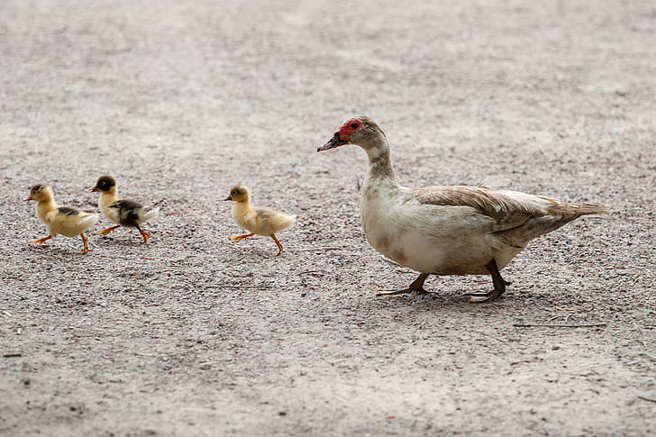 white duck and three ducklings