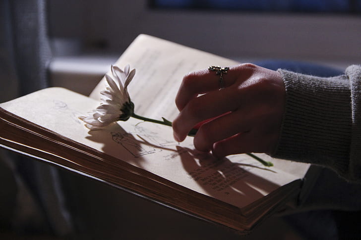 person holding white daisy flower on top of book