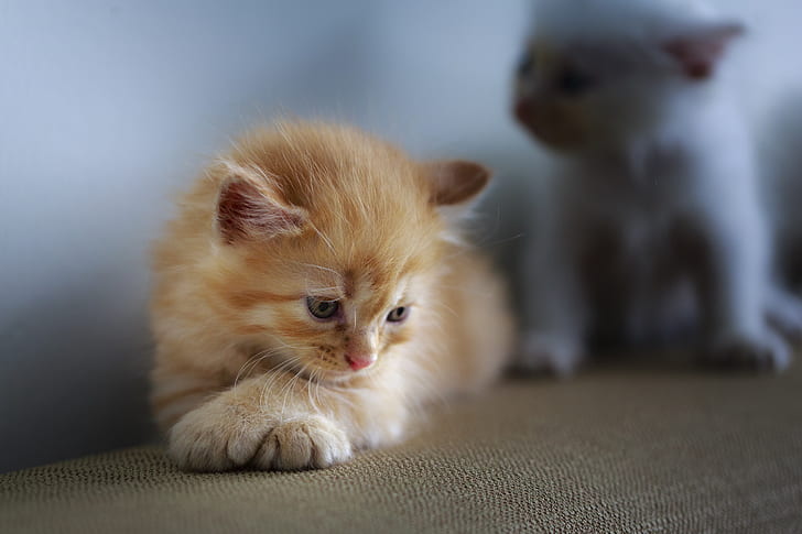 orange tabby kitten on brown textile