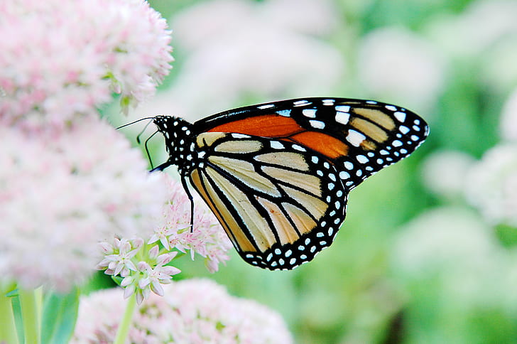 macro shot photography of brown and black monarch butterfly