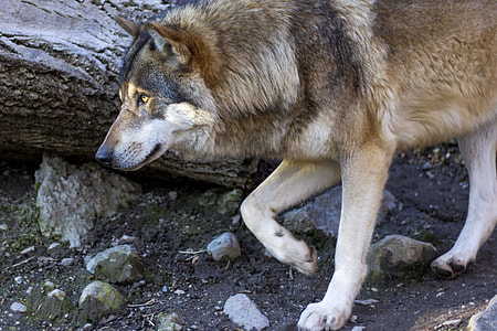 close up photograph of brown wolf