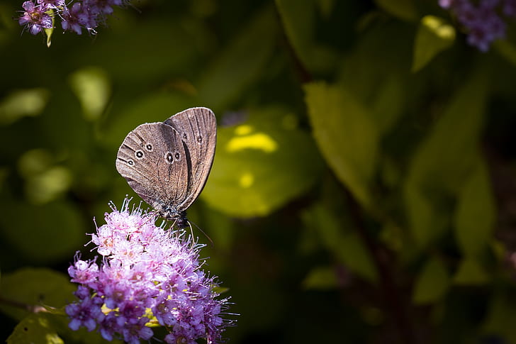 Grey Butterfly on Top of Purple Flower