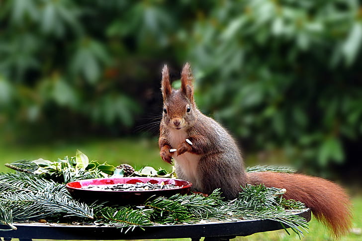 squirrel beside red plate