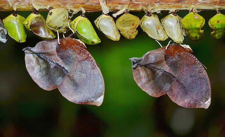 dried leaf butterflies and green pupa