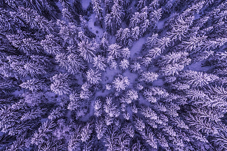 Aerial drone shot of snow-covered trees in a winter forest