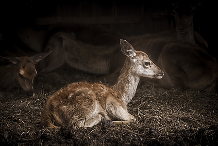 shallow focus photography of deer