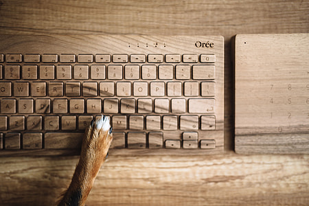 Dogs paw on the wooden keyboard