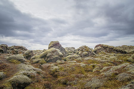 rocks covered with plants during daytime