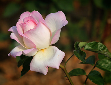 white and pink rose flower in closeup photo