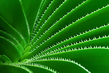 close up photo of green spiky plant