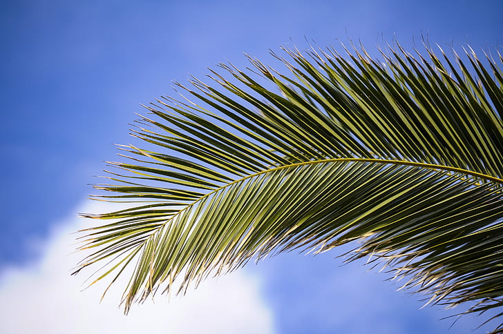 low angle photography of coconut tree leaf under clear sky